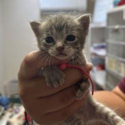 Shelter Stray Female Cat last seen Smith Lane and Beatriz Ln, Brazos County, TX, 5359 Leonard Rd, Bryan, TX 77807, USA