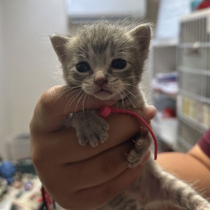 Shelter Stray Female Cat last seen Smith Lane and Beatriz Ln, Brazos County, TX, 5359 Leonard Rd, Bryan, TX 77807, USA