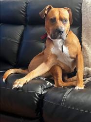 Reunited Female Dog last seen Martin Luther King School, Trenton, NJ 08638