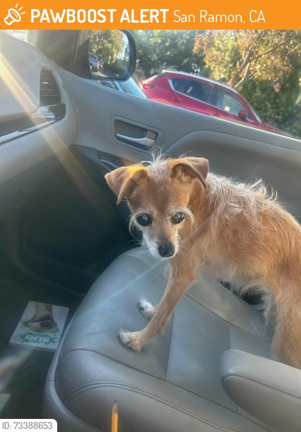 Found/Stray Female Dog last seen Devona and Hillsboro, San Ramon, CA 94583