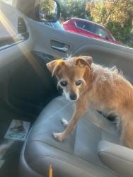 Found/Stray Female Dog last seen Devona and Hillsboro, San Ramon, CA 94583
