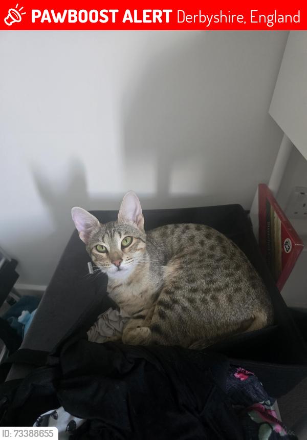 Lost Female Cat last seen Strawberry Close, Derbyshire, England 