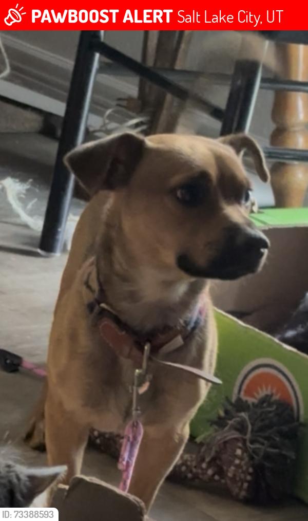 Lost Male Dog last seen By the Salt Lake County animal shelter, Salt Lake City, UT 84123