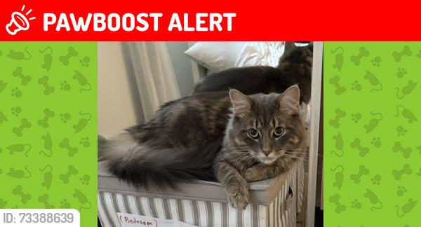 Lost Male Cat last seen Candela & Santee gate, Mississauga, ON L5A 2T8