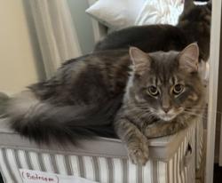 Lost Male Cat last seen Candela & Santee gate, Mississauga, ON L5A 2T8