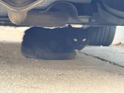 Found/Stray Unknown Cat last seen Under a car parked in front of 9222 Annetta Ave, South Gate 90280, South Gate, CA 90280