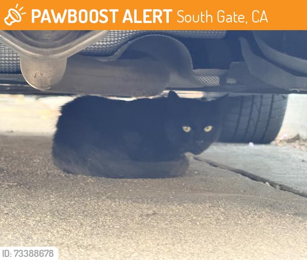 Found/Stray Unknown Cat last seen Under a car parked in front of 9222 Annetta Ave, South Gate 90280, South Gate, CA 90280