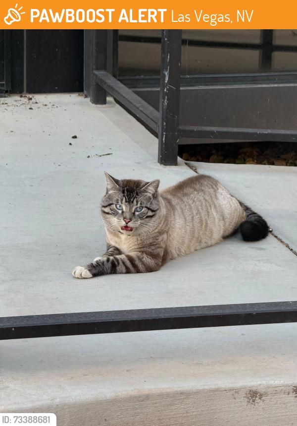 Found/Stray Male Cat last seen UNLV, Las Vegas, NV 89119
