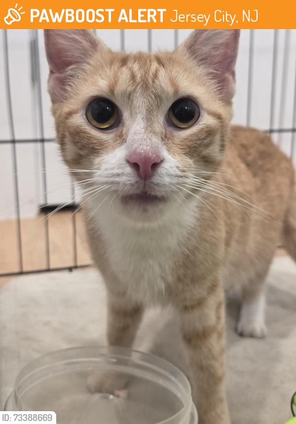 Found/Stray Unknown Cat last seen Intersection of Ferry and Central near bus stop on Ferry, Jersey City, NJ 07307