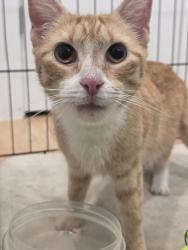 Found/Stray Unknown Cat last seen Intersection of Ferry and Central near bus stop on Ferry, Jersey City, NJ 07307