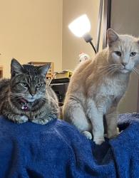 Reunited Male Cat last seen Heading & The Alameda, San Jose, CA 95126