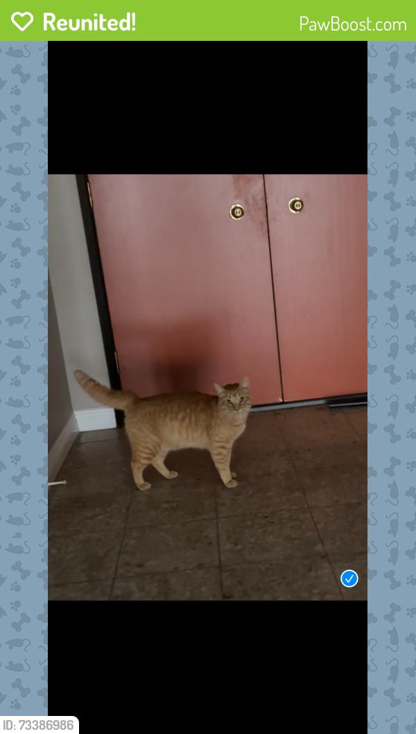Reunited Unknown Cat last seen Sunland & Wheatland, Los Angeles, CA 91352