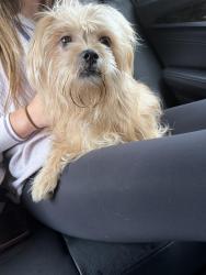 Found/Stray Male Dog last seen Brushy Creek Rd, Greer, SC 29650