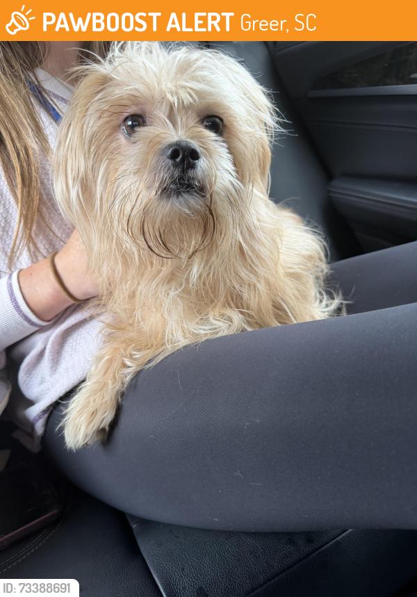 Found/Stray Male Dog last seen Brushy Creek Rd, Greer, SC 29650