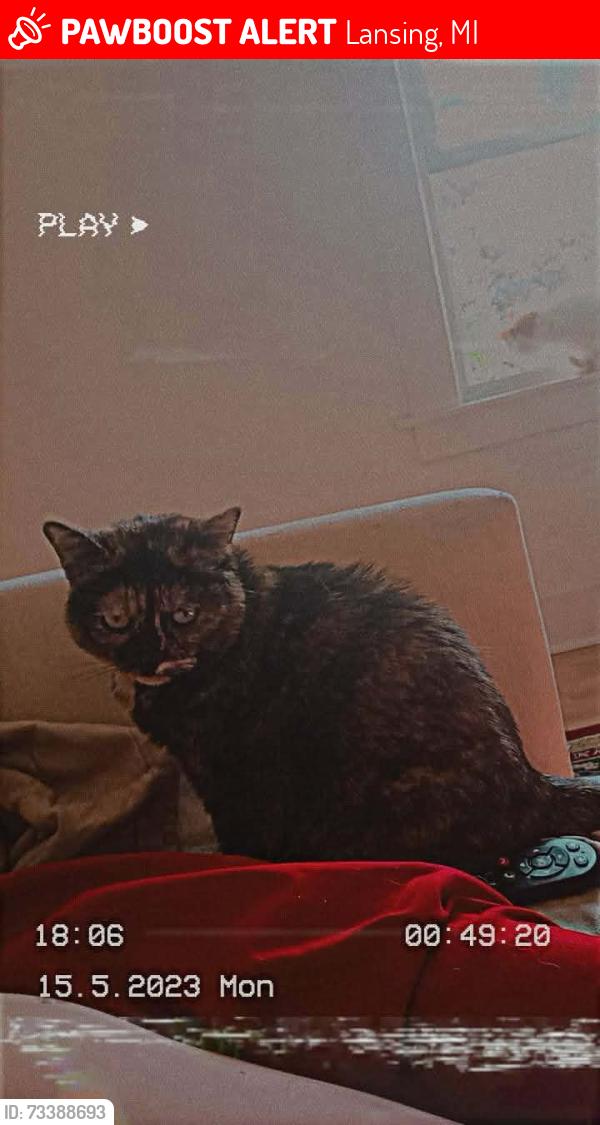 Lost Female Cat last seen Near and s penn, Lansing, MI 48912