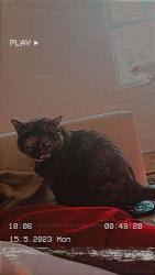 Lost Female Cat last seen Near and s penn, Lansing, MI 48912