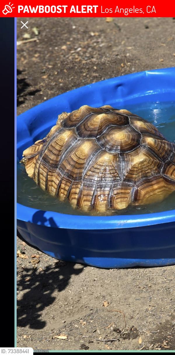 Lost Female Reptile last seen Roscoe & Shoup in West Hills, Los Angeles, CA 91304