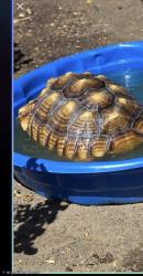 Lost Female Reptile last seen Roscoe & Shoup in West Hills, Los Angeles, CA 91304