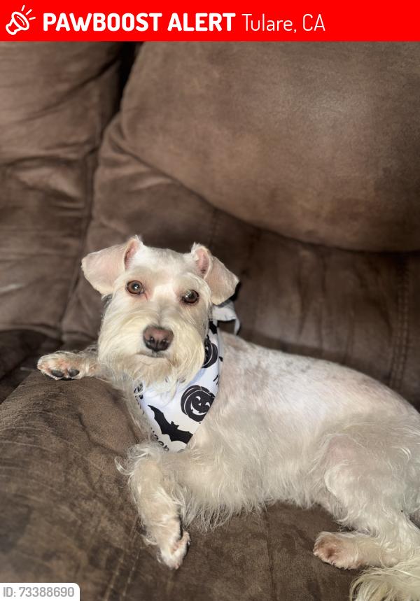 Lost Female Dog last seen Ave 261 neighborhood, Tulare, CA 93274