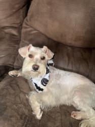 Lost Female Dog last seen Ave 261 neighborhood, Tulare, CA 93274