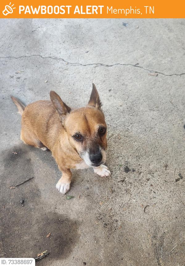 Found/Stray Female Dog last seen Mendenhall and Cottonwood, Memphis, TN 38103