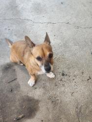 Found/Stray Female Dog last seen Mendenhall and Cottonwood, Memphis, TN 38103