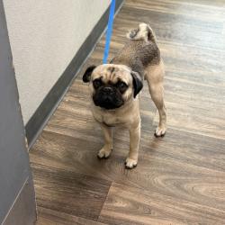 Shelter Stray Male Dog last seen Palm Avenue, San Diego, CA, 92154, 5500 Gaines St, San Diego, CA 92110, USA