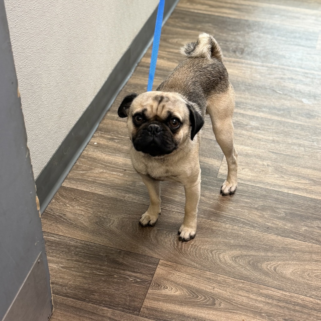 Shelter Stray Male Dog last seen Palm Avenue, San Diego, CA, 92154, 5500 Gaines St, San Diego, CA 92110, USA
