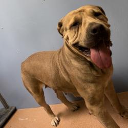Shelter Stray Female Dog last seen Near Father Junipero Serra Trail, San Diego, CA, 92119, 5500 Gaines St, San Diego, CA 92110, USA