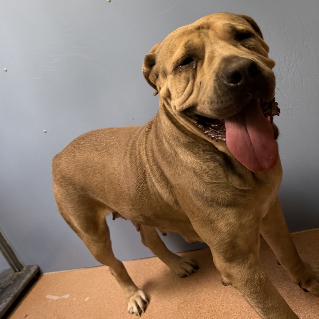 Shelter Stray Female Dog last seen Near Father Junipero Serra Trail, San Diego, CA, 92119, 5500 Gaines St, San Diego, CA 92110, USA