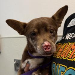 Shelter Stray Male Dog last seen Grossmont College Drive, El Cajon, CA, 92020, 5500 Gaines St, San Diego, CA 92110, USA