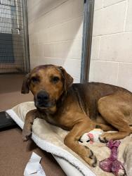 Shelter Stray Male Dog last seen Paradise Valley Road, San Diego, CA, 92139, 5500 Gaines St, San Diego, CA 92110, USA