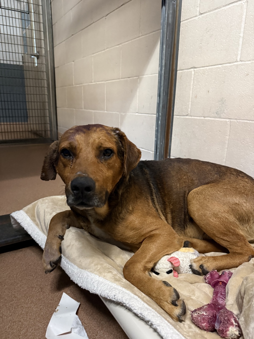 Shelter Stray Male Dog last seen Paradise Valley Road, San Diego, CA, 92139, 5500 Gaines St, San Diego, CA 92110, USA