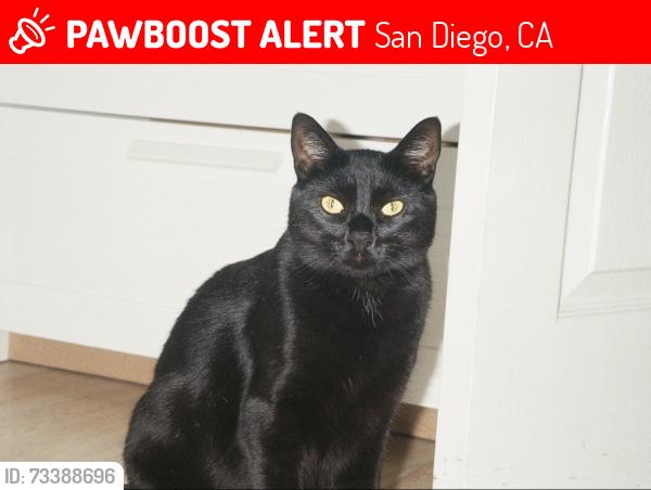 Lost Female Cat last seen Haines st and Missouri st, San Diego, CA 92109