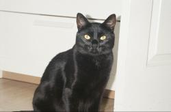 Lost Female Cat last seen Haines st and Missouri st, San Diego, CA 92109