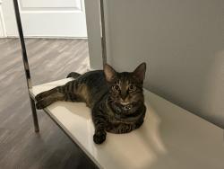 Lost Male Cat last seen St Stephens school and Westlake Dr, Austin, TX 78746