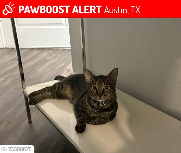 Lost Male Cat last seen St Stephens school and Westlake Dr, Austin, TX 78746