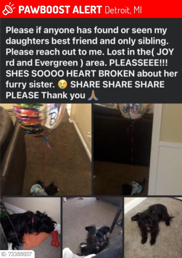Lost Female Dog last seen Joy Rd & Evergreen, Detroit, MI 48228