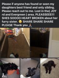 Lost Female Dog last seen Joy Rd & Evergreen, Detroit, MI 48228