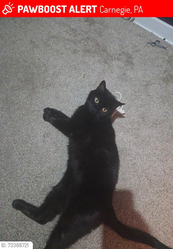 Lost Female Cat last seen Federal, Carnegie, PA 15106