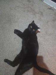 Lost Female Cat last seen Federal, Carnegie, PA 15106