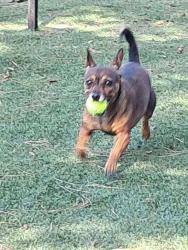 Lost Female Dog last seen 7th st.& hill, Los Angeles, CA 90014
