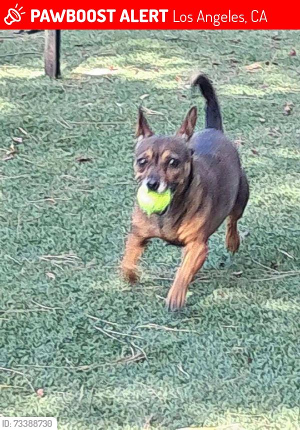 Lost Female Dog last seen 7th st.& hill, Los Angeles, CA 90014