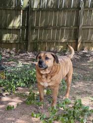 Lost Male Dog last seen Weatherford Lake Subdivision, Covington, GA 30014