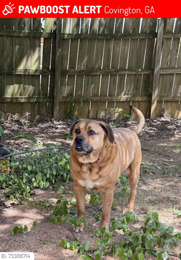 Lost Male Dog last seen Weatherford Lake Subdivision, Covington, GA 30014