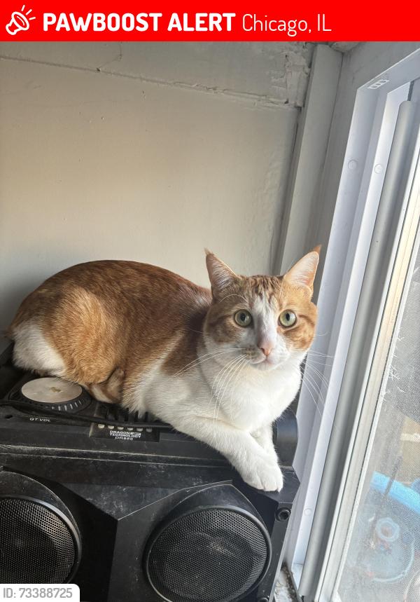 Lost Male Cat last seen Richmond, Chicago, IL 60629
