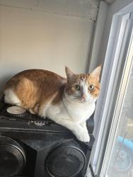 Lost Male Cat last seen Richmond, Chicago, IL 60629