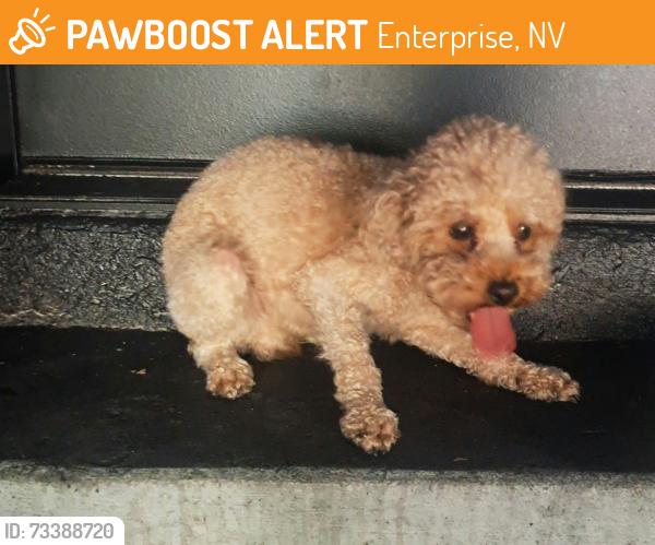 Found/Stray Unknown Dog last seen Alexander Hills st., Enterprise, NV 89139