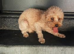 Found/Stray Unknown Dog last seen Alexander Hills st., Enterprise, NV 89139