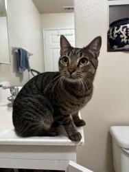 Found/Stray Female Cat last seen Sylmar charter high school, Los Angeles, CA 91342